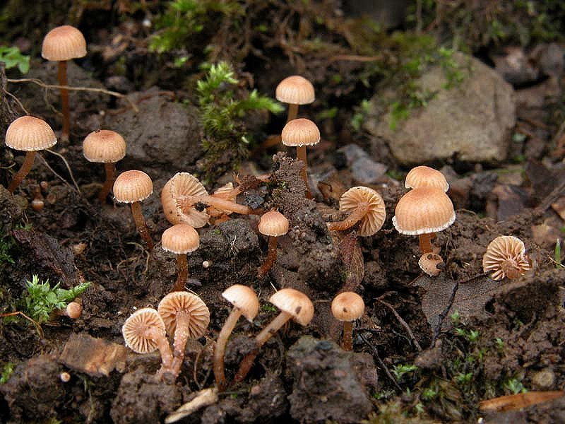 I Miei Funghi 4�